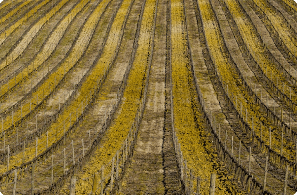 Excavation Near Adelaide